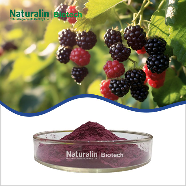 Blackberry Powder Blackberry Powder